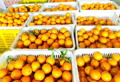 宜宾南溪:江南镇农产品初加工厂投产运营 推动水果产业提档升级